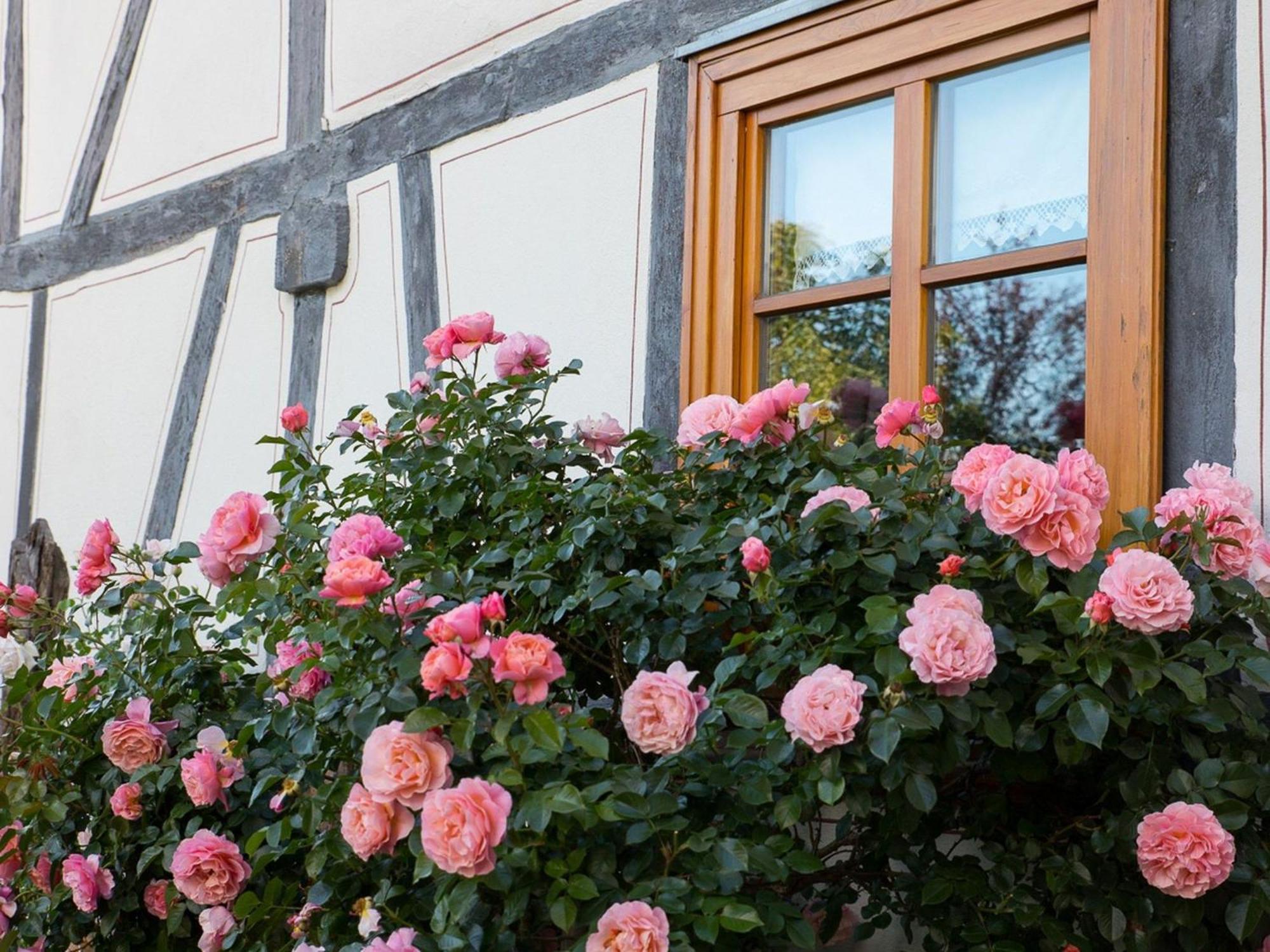 Fachwerktraum Im Hof Apartment Alheim Exterior photo